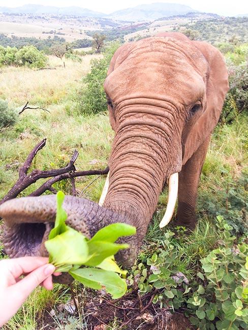 ręka karmiąca słonia